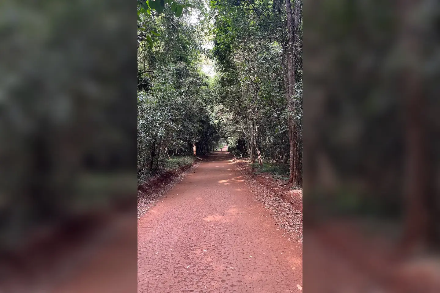 Commons identifies a forest trail in Karura; it does not verify the current surface of Olive Path.
