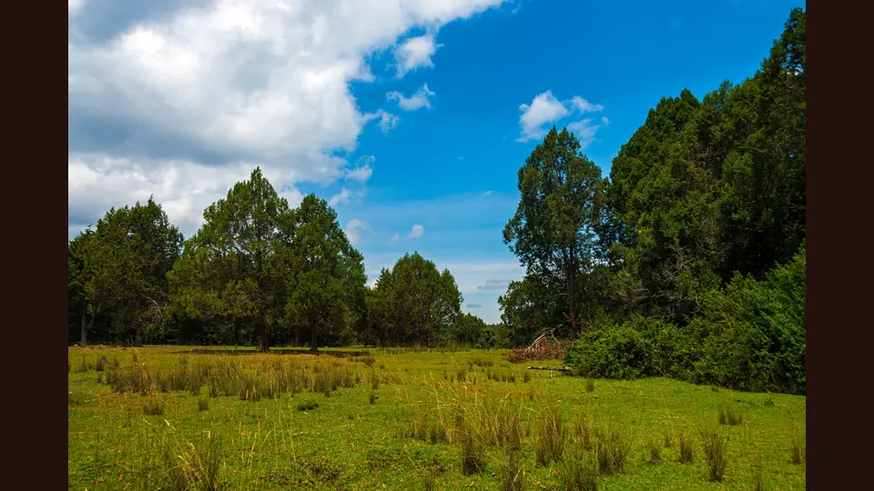 Woodland and meadow near the Naro Moru road, shown as regional Mount Kenya context and not as the Gathiuru route line.