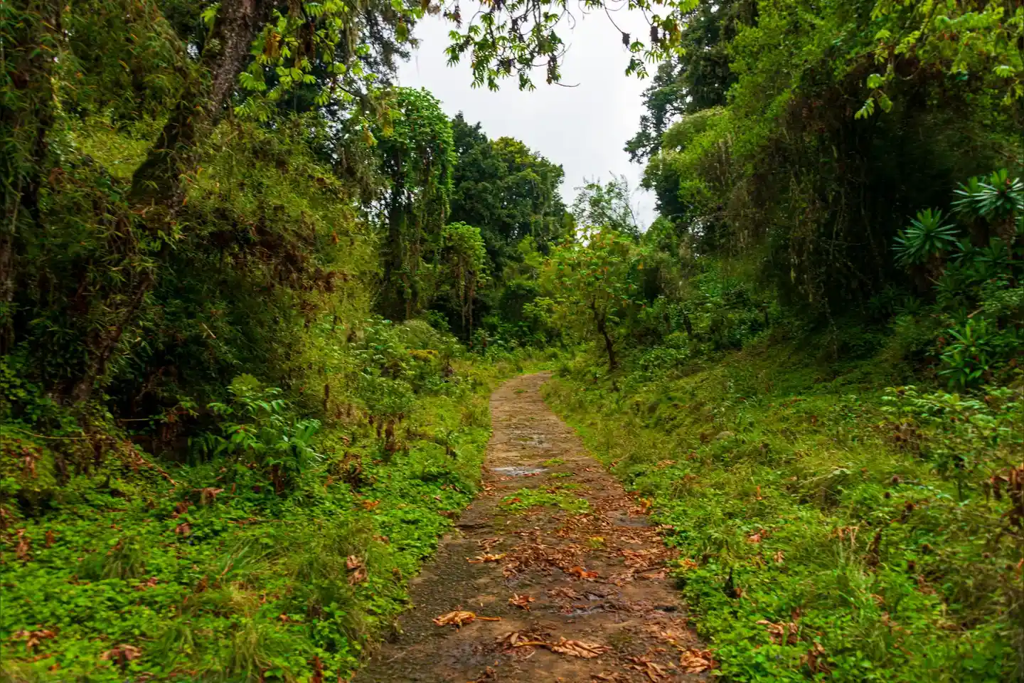 Commons identifies the former road now used as the Naro Moru River hiking trail; it is historic surface context, not a current condition report.
