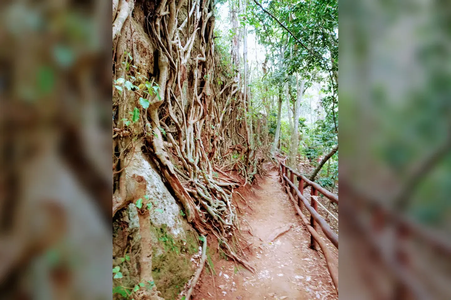 Commons identifies a rooted hiking path in Karura; it does not verify the current connector surface.