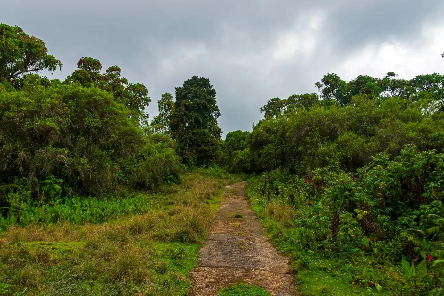 Forest track on a former Naro Moru road, shown as regional context and not as the Gathiuru route line.