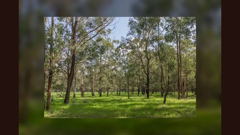 Commons describes this as Sigiria Forest, the northern Karura area; the exact connector alignment is not established.